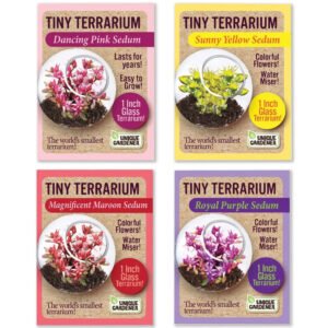 Alternative view of Set of 4 Tiny Terrariums